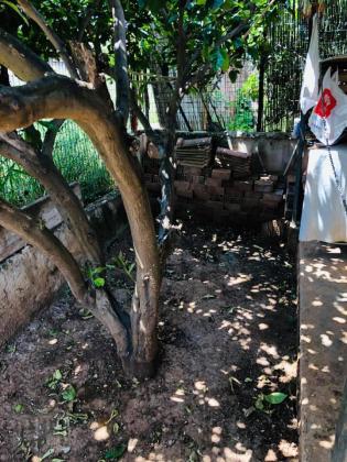 Μονοκατοικια αριστης καταστασεως 65τμ,2υδ,1wc,κηπος 280τμ στην Βορινεζα Αρτεμιδος