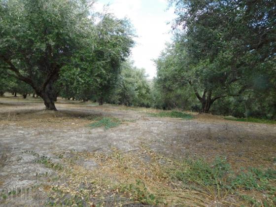 Heraklion, Skalani - Myrtia area. For sale an area of 48.000 sqm with 1100 olive trees.